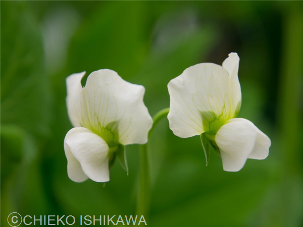 Flowers 庭のサヤエンドウの花 Chieko Ishikawa Photo Gallery